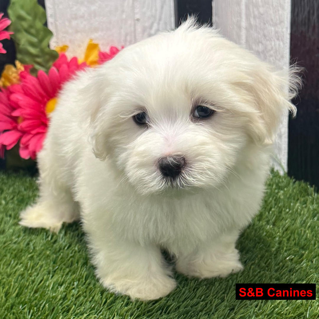 Puppy Image